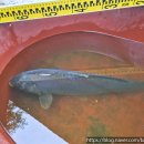 백달낚시터 이미지