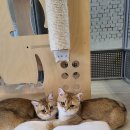 삼십팔점오 이미지