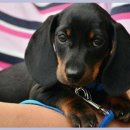 유성메디칼 | 유성 봉명동 24시 동물병원에서 강아지 애디슨 증후군 조기발견 경험 후기