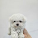 청주강아지분양 애견입양 애견미용 바른펫 이미지