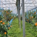 대박기원농장 이미지