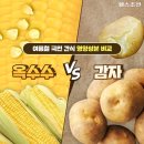 옥수수 VS 감자, 여름철 국민 간식 영양성분 비교 이미지