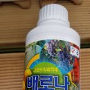 베로나 칼슘제 500ml (이노바텍(주)) 이미지