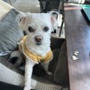 그린피버 이미지