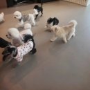 봄설시흥점 | 시흥강아지유치원댕봄시흥점 일상후기