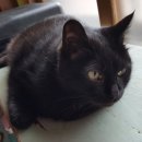 나비야 cat 이미지