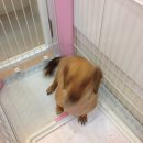 미니 & 바니 애견샵 이미지