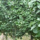 은행농장 이미지