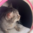 마곡 고양이 미용 호텔 이미지