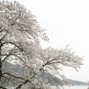 흰 꽃눈 사이로 '4월의 크리스마스' 구미 금오산 벚꽃길 이미지