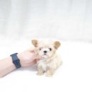 더독스 강아지분양 서울 이미지