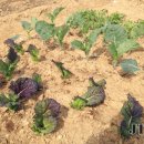 우풍농장 이미지