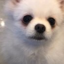 라이크펫 이미지