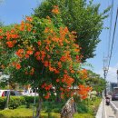 성주읍사무소 이미지