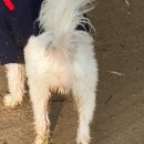 장자호수공원(반려견놀이터) 이미지