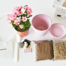 강동초교병설 이미지