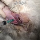 24시 모란동물 메디컬센터 이미지