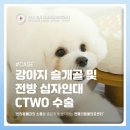 강서동물병원 | 강서구동물병원 강아지 슬개골 및 전방 십자인대 CTWO 수술 [젠틀리동물의료센터]