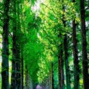 나무등 껍질/沃溝 서길순 이미지