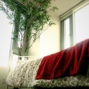 숲속원룸 이미지