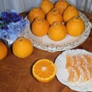 알마니농장 | 알마니푸룻 제주 명품 한라봉 3kg 선물용으로 최고