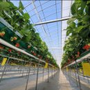 금상농장 이미지