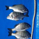 월항민박 이미지