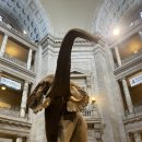 The Hope T | 워싱턴 D.C. 국립 자연사 박물관, 진짜 가볼 만할까? 시간 아끼는 꿀팁