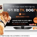 조이도그