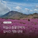 비슬산 참꽃문화제 | 대구 비슬산 참꽃군락지 방문 후기 실시간