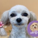 카페 몽몽 이미지