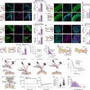 Re: 미토콘드리아 transplantation - MitoCatch 기술...세포재생 최신논문 탐구!! 이미지