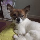 매일행복하개 이미지