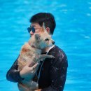 [사진] 팅커벨 입양센터 아이들 수영장 물놀이 (도그스포지움) 이미지