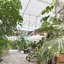 파도 | [태안 카페 맛집] 식물원 같은 카페 추천, 파도로 방문 후기