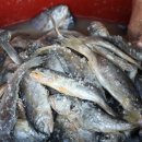 영광 법성포 굴비거리 이미지