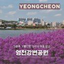 대구경북양돈농협 앞 | 대구 근교 5월에 가볼만한 &lt;영천강변공원&gt; 보라유채꽃 명소