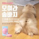 우리집막내 이미지