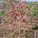 명자농장 이미지