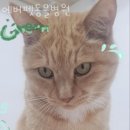 에버펫동물병원 이미지