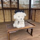 댕댕학당 이미지