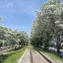 롯데마트 이팝나무 이미지