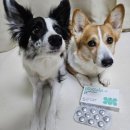 (주)파마바이오코리아 | (유산균 추천)바이오가이아 프로덴스 성인유산균 먹어본 찐후기