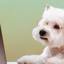 브라운동물병원 이미지