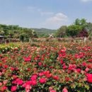 장미의거리10 이미지