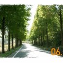 국도2호선 가로수길 이미지