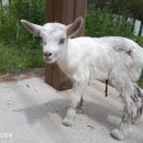 순산목장 이미지