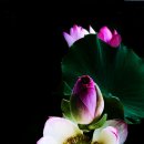 연꽃세상 이미지