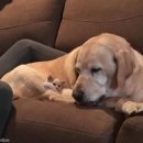 소중하개 이미지