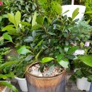 수원시 팔달구 팔달문로81번길 이미지